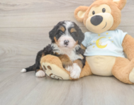 5 week old Mini Bernedoodle Puppy For Sale - Lone Star Pups