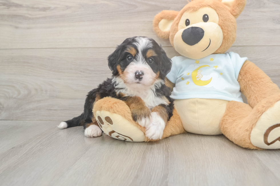 5 week old Mini Bernedoodle Puppy For Sale - Lone Star Pups