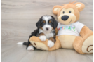 Petite Mini Bernedoodle Poodle Mix Pup