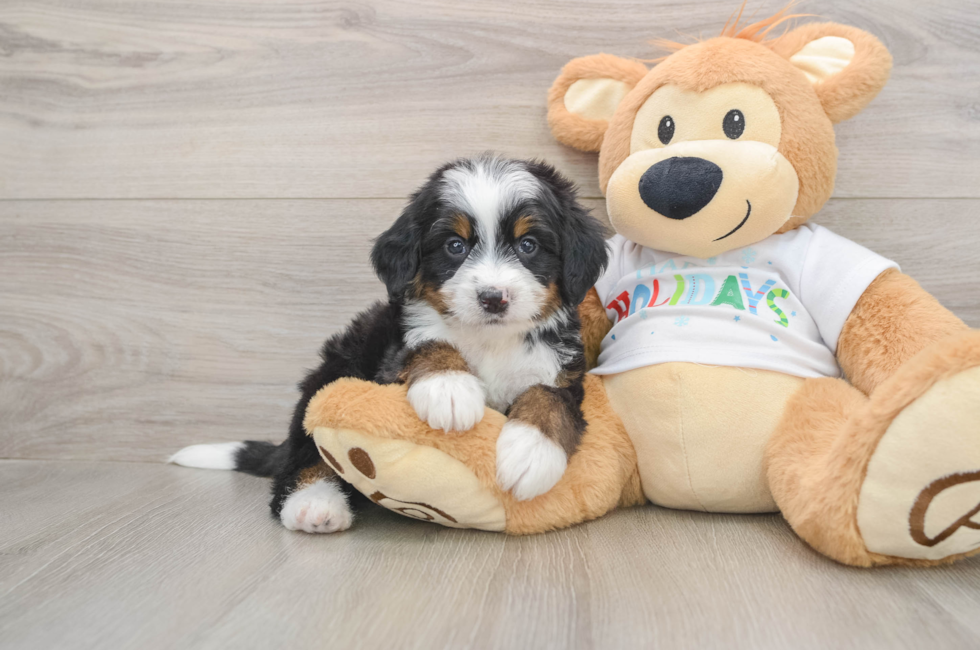5 week old Mini Bernedoodle Puppy For Sale - Lone Star Pups