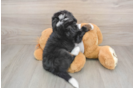 Funny Mini Bernedoodle Poodle Mix Pup