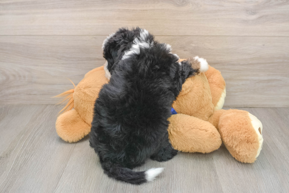 Best Mini Bernedoodle Baby