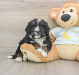 7 week old Mini Bernedoodle Puppy For Sale - Lone Star Pups