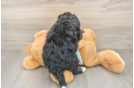 Mini Bernedoodle Pup Being Cute