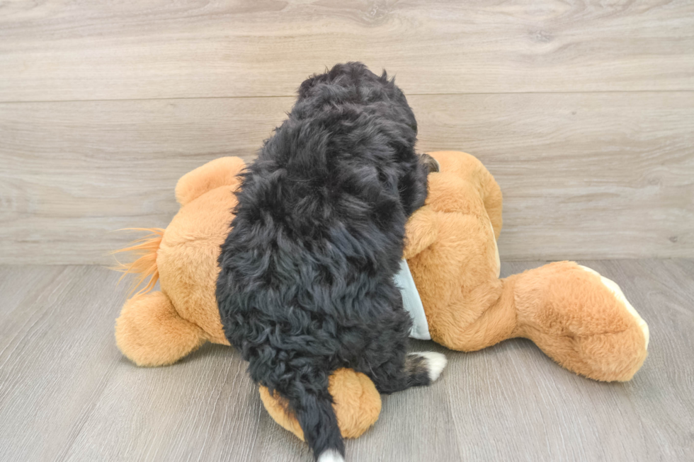 Mini Bernedoodle Pup Being Cute