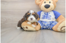 Best Mini Bernedoodle Baby