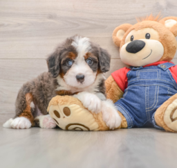 5 week old Mini Bernedoodle Puppy For Sale - Lone Star Pups