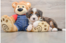 Small Mini Bernedoodle Baby
