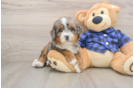 Mini Bernedoodle Pup Being Cute