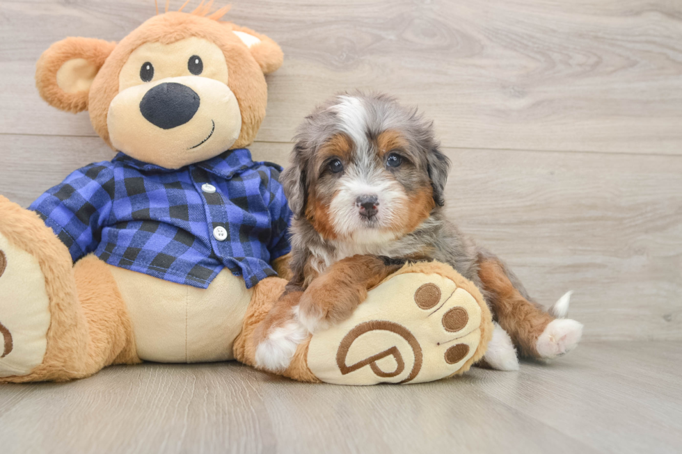 Mini Bernedoodle Puppy for Adoption