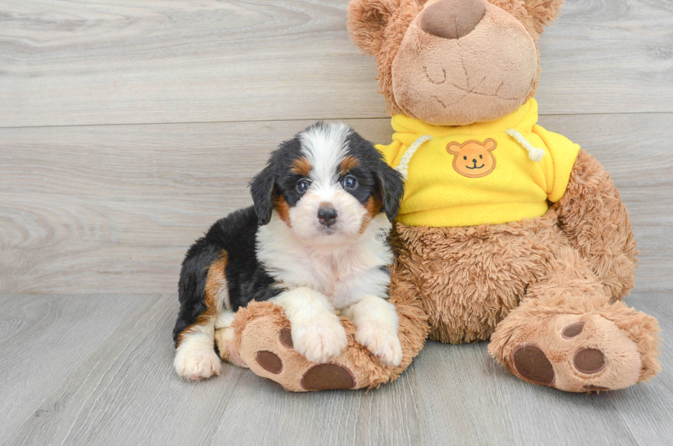 6 week old Mini Bernedoodle Puppy For Sale - Lone Star Pups