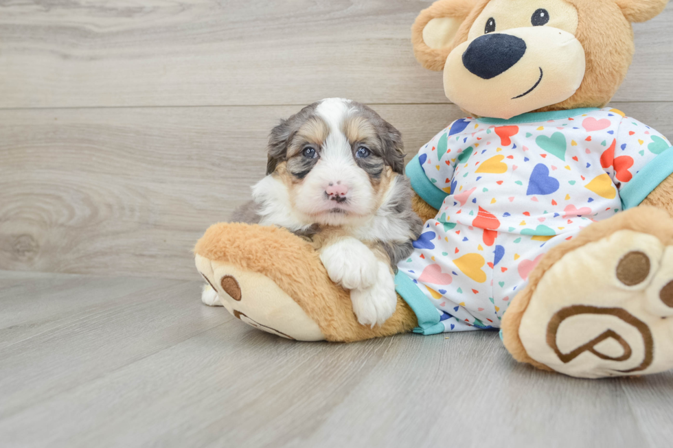 Best Mini Bernedoodle Baby