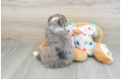 Friendly Mini Bernedoodle Baby