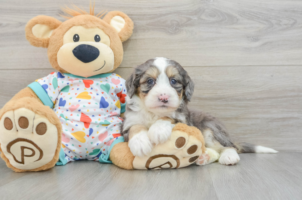 6 week old Mini Bernedoodle Puppy For Sale - Lone Star Pups