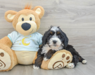 8 week old Mini Bernedoodle Puppy For Sale - Lone Star Pups