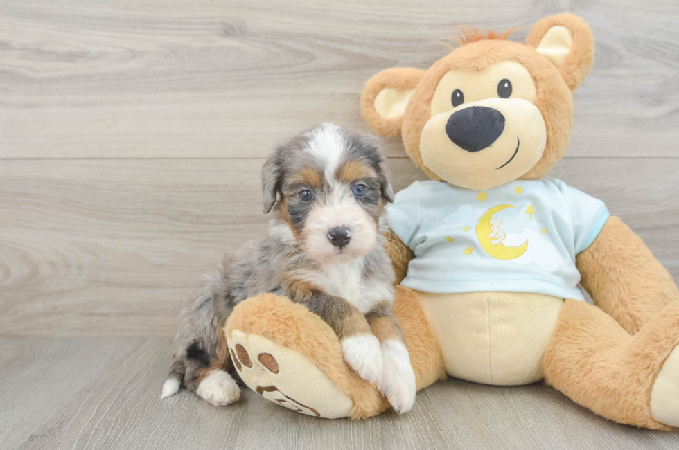 5 week old Mini Bernedoodle Puppy For Sale - Lone Star Pups