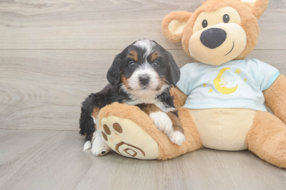 5 week old Mini Bernedoodle Puppy For Sale - Lone Star Pups