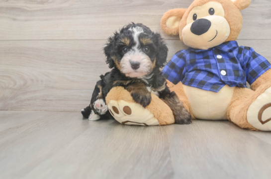 6 week old Mini Bernedoodle Puppy For Sale - Lone Star Pups Little Mini Bernadoodle Poodle Mix Puppy