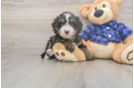 Meet Desi - our Mini Bernedoodle Puppy Photo  1/3 - Lone Star Pups Little Mini Bernadoodle Poodle Mix Puppy