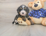 6 week old Mini Bernedoodle Puppy For Sale - Lone Star Pups 6 week old Mini Bernedoodle Puppy For Sale - Lone Star Pups