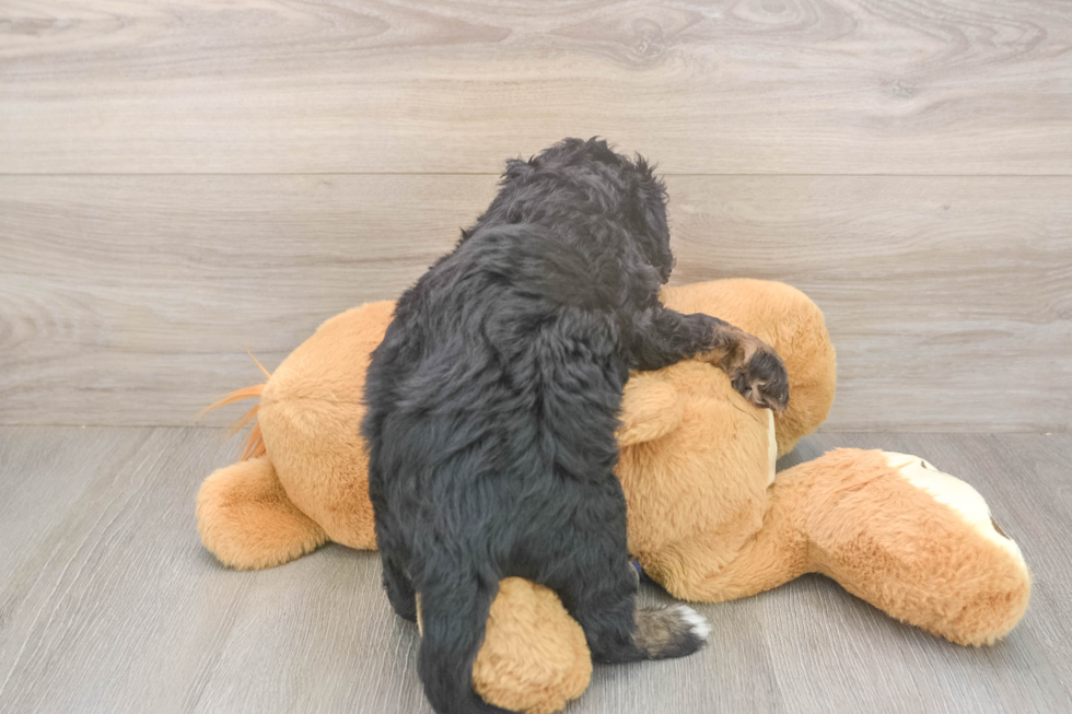 Meet Desi - our Mini Bernedoodle Puppy Photo  3/3 - Lone Star Pups Best Mini Bernedoodle Baby