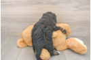 Meet Desi - our Mini Bernedoodle Puppy Photo  3/3 - Lone Star Pups Best Mini Bernedoodle Baby