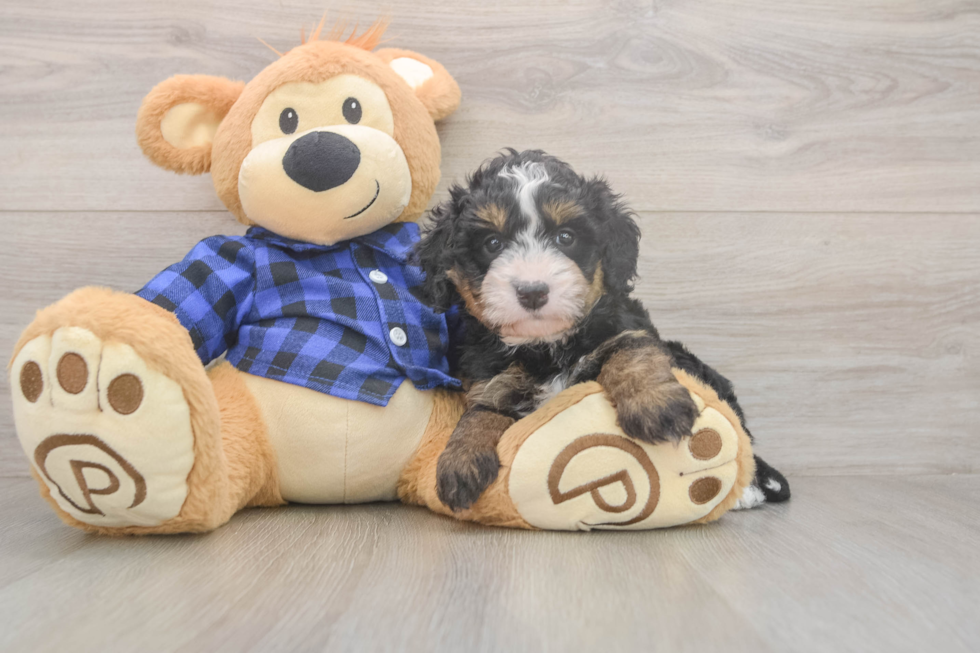 Meet Desi - our Mini Bernedoodle Puppy Photo  2/3 - Lone Star Pups Sweet Mini Bernedoodle Baby