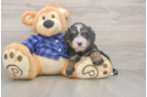 Meet Desi - our Mini Bernedoodle Puppy Photo  2/3 - Lone Star Pups Sweet Mini Bernedoodle Baby