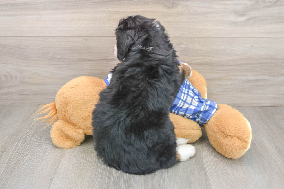 Funny Mini Bernedoodle Poodle Mix Pup