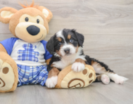 6 week old Mini Bernedoodle Puppy For Sale - Lone Star Pups