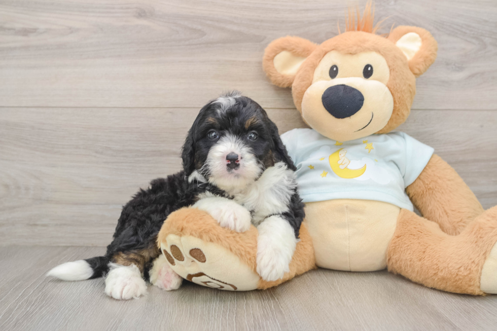 Best Mini Bernedoodle Baby