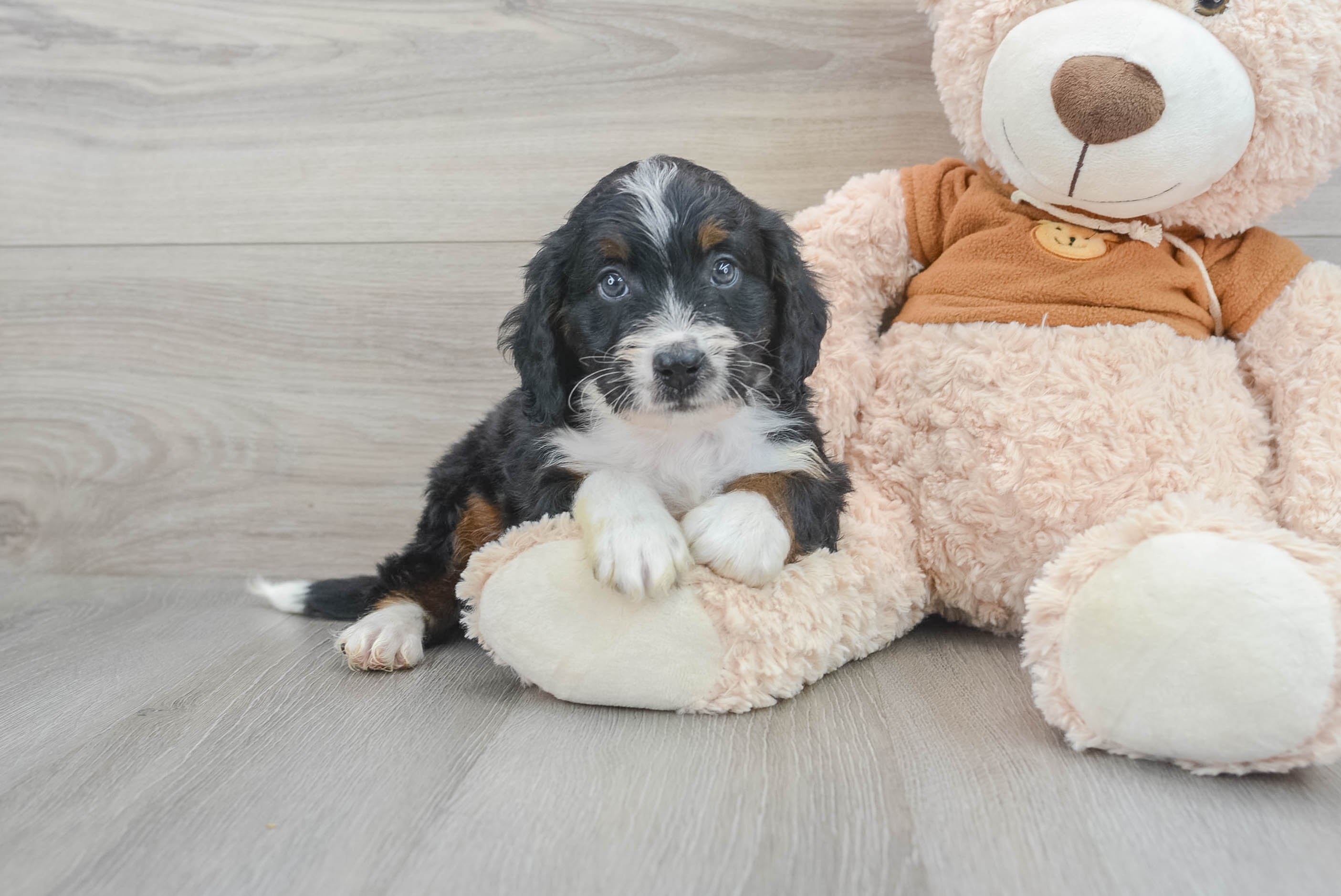Best Mini Bernedoodle Baby