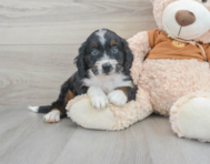 8 week old Mini Bernedoodle Puppy For Sale - Lone Star Pups