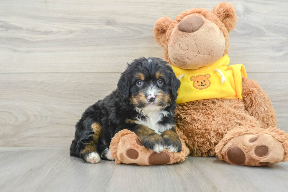 Playful Mini Bernese Poodle Poodle Mix Puppy