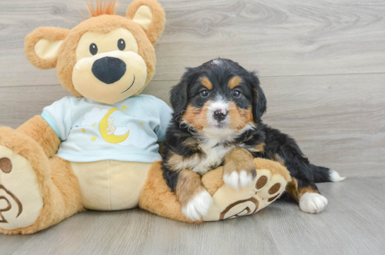 Mini Bernedoodle Pup Being Cute