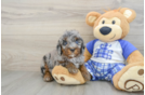 Funny Mini Bernedoodle Poodle Mix Pup