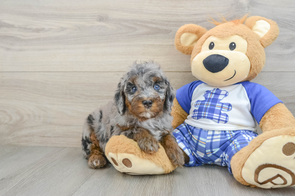 Funny Mini Bernedoodle Poodle Mix Pup
