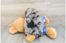 Smart Mini Bernedoodle Poodle Mix Pup