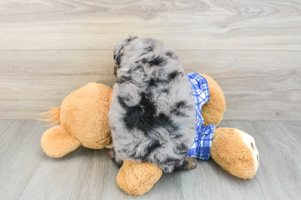 Smart Mini Bernedoodle Poodle Mix Pup