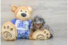 Best Mini Bernedoodle Baby