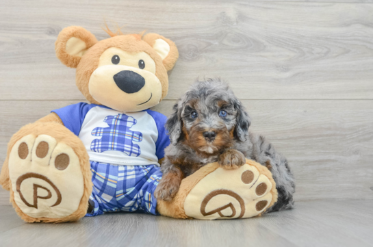 Best Mini Bernedoodle Baby
