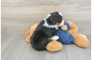 Friendly Mini Bernedoodle Baby