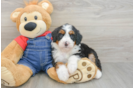 Energetic Mini Bernepoo Poodle Mix Puppy