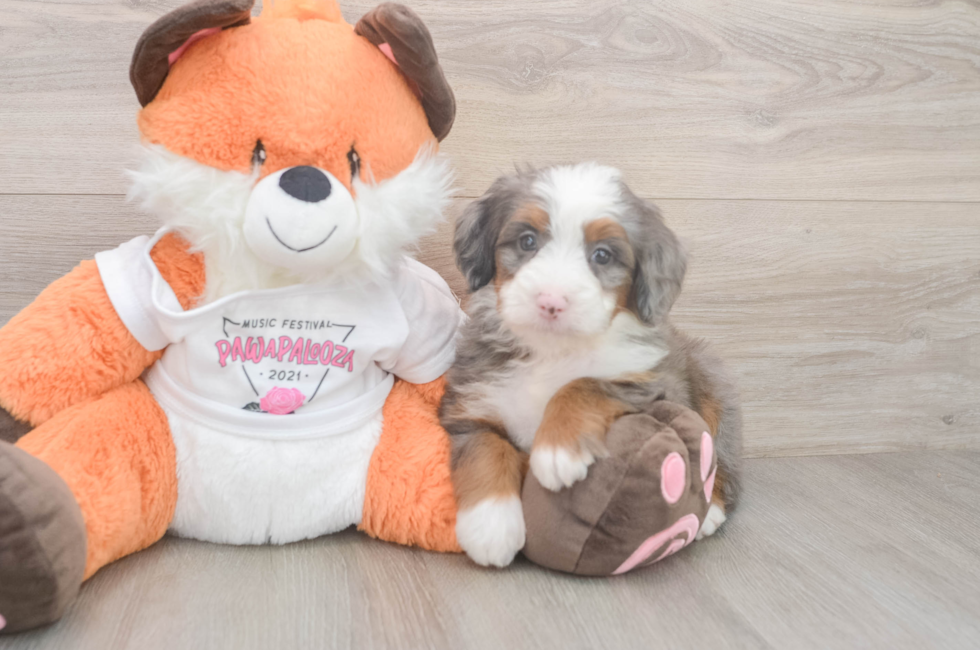 5 week old Mini Bernedoodle Puppy For Sale - Lone Star Pups