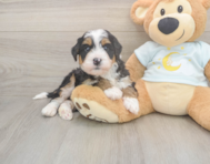 6 week old Mini Bernedoodle Puppy For Sale - Lone Star Pups