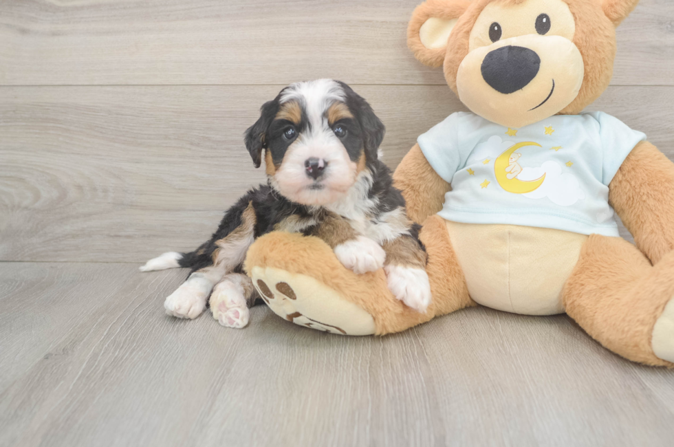 5 week old Mini Bernedoodle Puppy For Sale - Lone Star Pups
