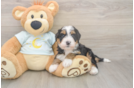 Playful Mini Berniedoodle Poodle Mix Puppy