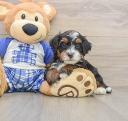 6 week old Mini Bernedoodle Puppy For Sale - Lone Star Pups
