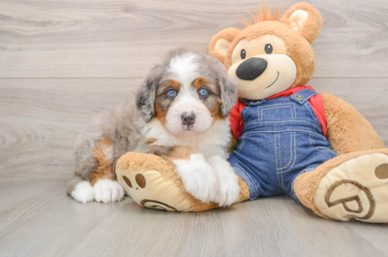 DEX, a Mini Bernedoodle littermate