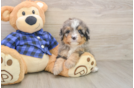 Best Mini Bernedoodle Baby